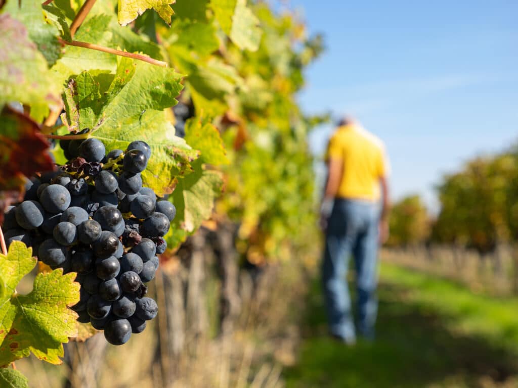 Un homme se tient dans un vignoble, offrant des conseils sur la viticulture et l'entretien des vignes.