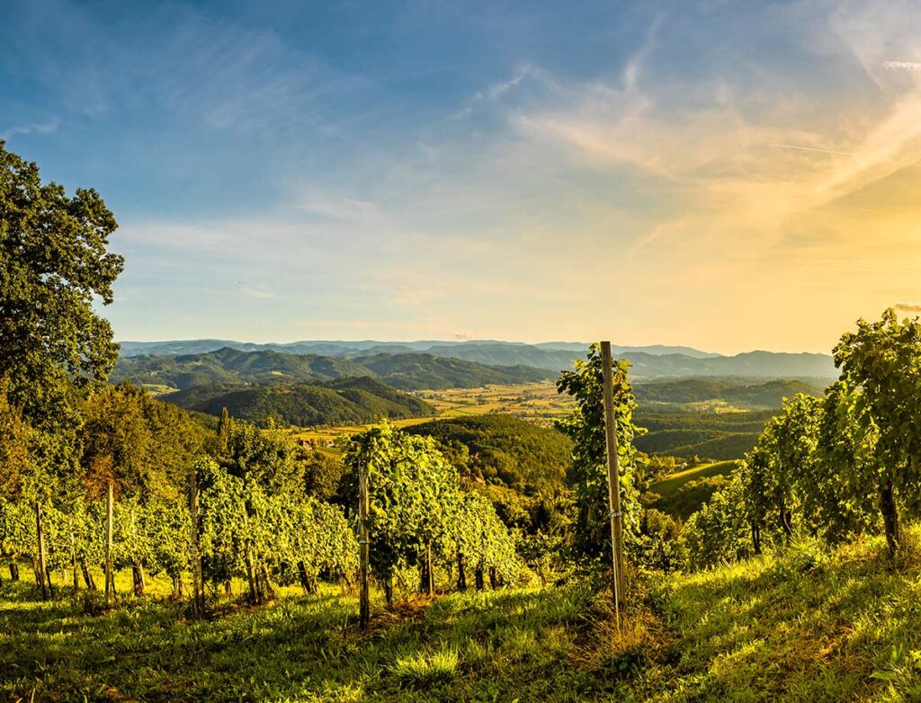 culture bio vignobles Langon