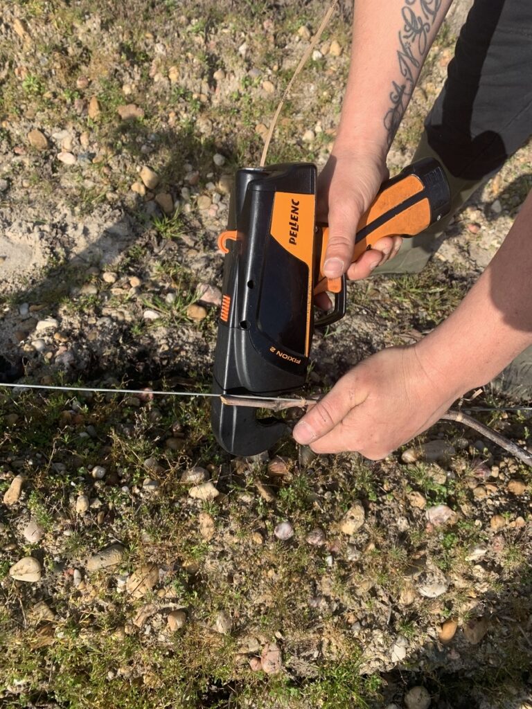 prestation taille de la vigne