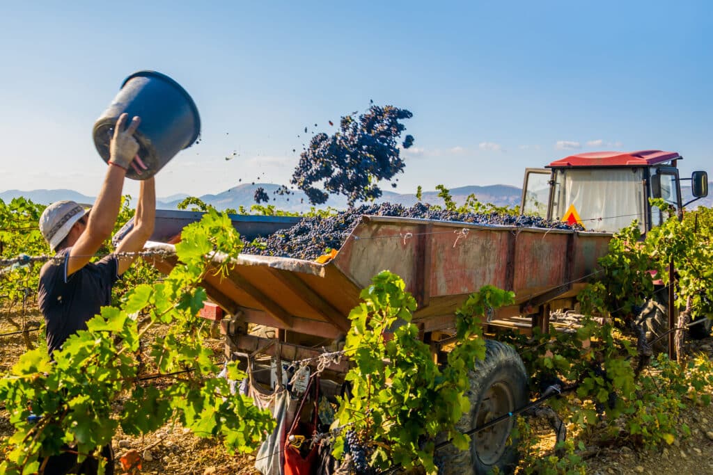Un homme cueille des raisins dans un champ lors des vendanges.