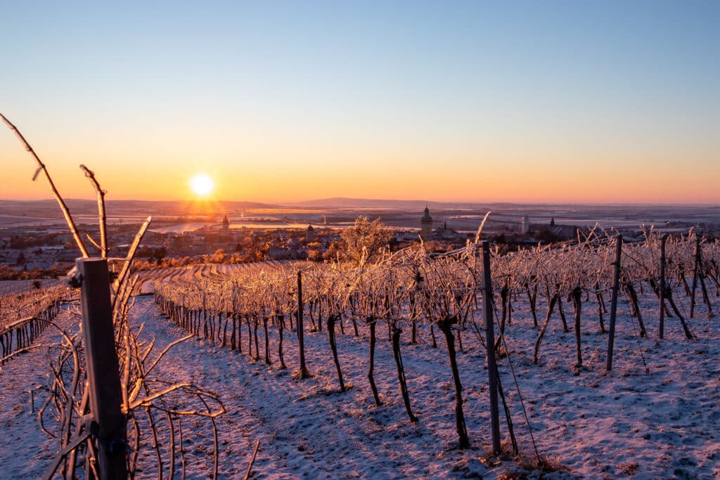Paysage de vignes en hiver sous un ciel crépusculaire.