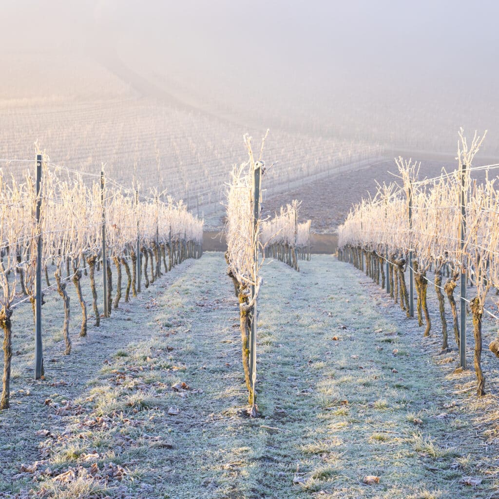 Vignes en hiver dan un vignoble couvertes de givres
